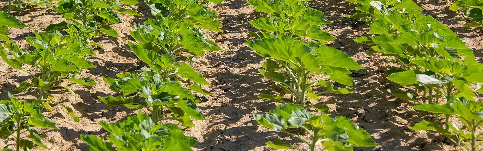 Lire la suite à propos de l’article GeneCare Mildiou