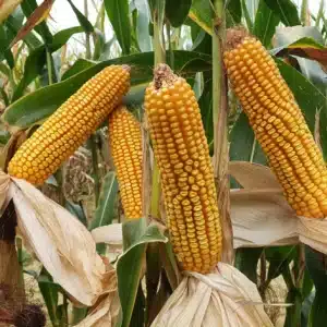 RGT-Huxxo-Maïs-grain