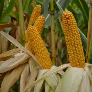 RGT-Irenoxx-Mais-grain