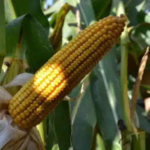 RGT-Ixabel-Maïs-Grain