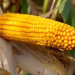 RGT-Lexxical-Waxy-Maïs