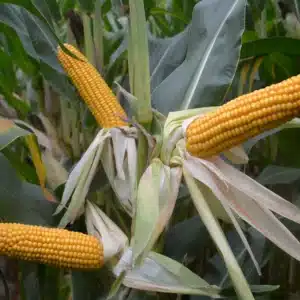 RGT-MAXXATAC-Maïs-grain