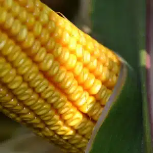 RGT-Mexini-Maïs-Grain