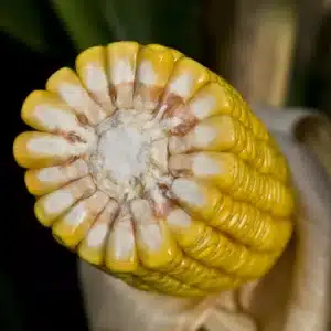 RGT-Rivoxx-Maïs-grain-denté