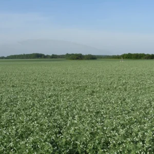 RGT-Symbios-pois-fleuri