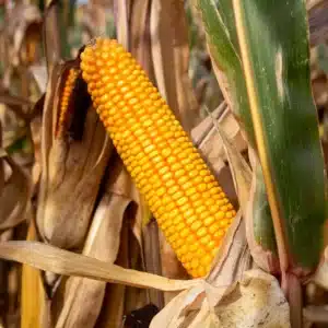 RGT-Smartboxx-BIO-mais