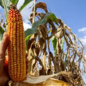 RGT-Texxia-Maîs-grain-ensilage