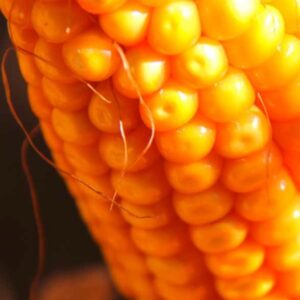 RGT-Hexxagone-Mais-grain