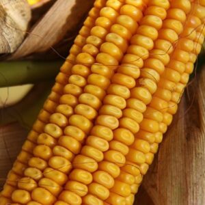 RGT-Inedixx-Mais-Grain