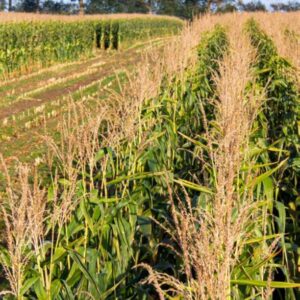 RGT-Muxxeal-Maïs-ensilage