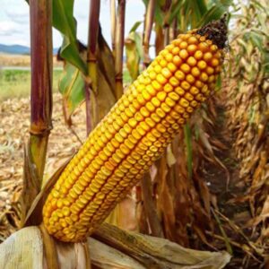 RGT-Produxxion-Maïs-grain