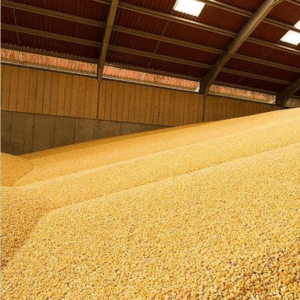 RGT-Reaxxion-Maïs-grain