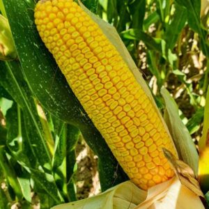 RGT-Scherloxx-Maïs