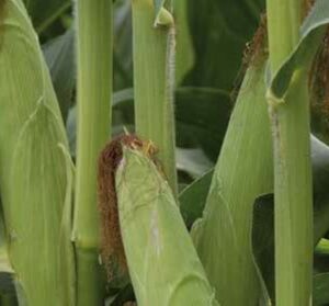 RGT-Sultixx-Maîs-ensilage