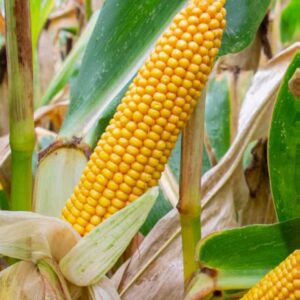 RGT-Synfonixx-Maïs-grain