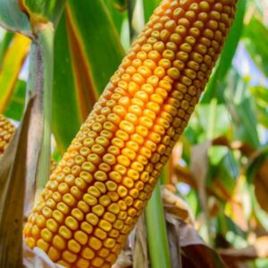 RGT-Urbanix-mais-grain