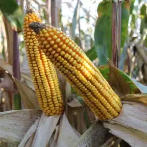 RGT-Conexxion-maïs-BIO