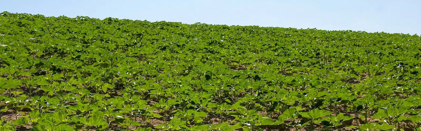 Lire la suite à propos de l’article Clearfield