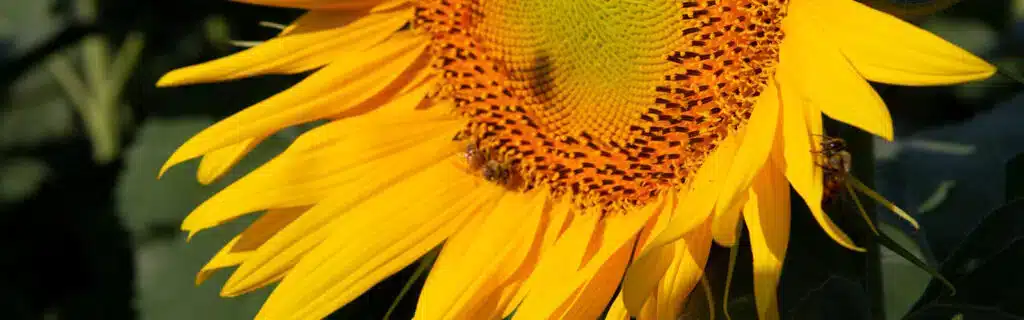 Lire la suite à propos de l’article Clearfield Plus