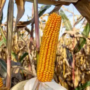 RGT-Alyxx-DUO-mais-grain