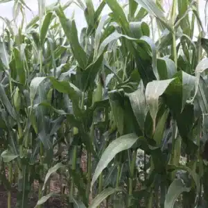 RGT-Bixx-mais-Fourrage