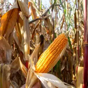 RGT-CHEERFULmais-corné-denté