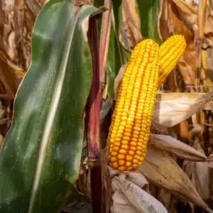 RGT-ELARAXX-DUO-mais-mixte