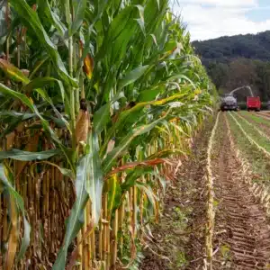 RGT-GEOXX-BIO-Mais-mais-grain