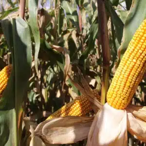 RGT-Hexxagone-BIO-mais-grain