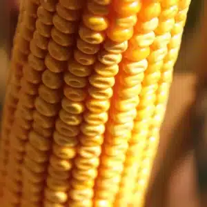 RGT-Hexxagone-DUO-Mais