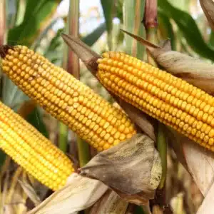 RGT-INEDIXX-BIO-mais