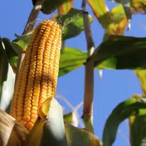 RGT-LEXXTOUR-BIO-mais-grain