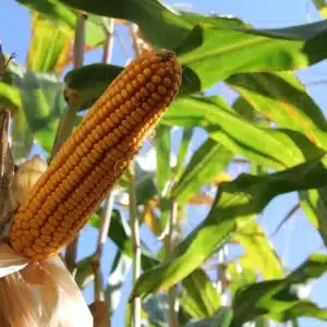 RGT-LEXXTOUR-DUO-mais-grain