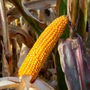 RGT-METROPOLIXX-BIO-mais-grain