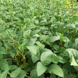 RGT-Sankara-soja-champ