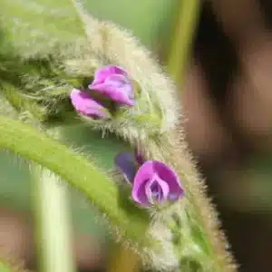 RGT-Shiva-soja-fleur