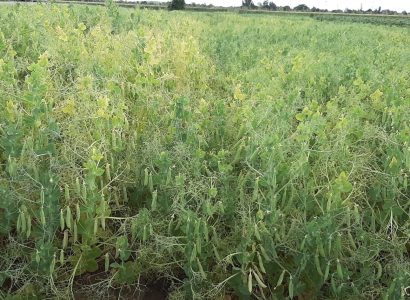 La courtade Casini feroe