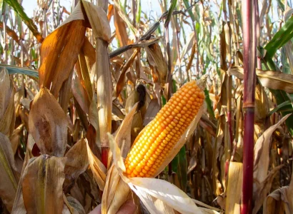 RGT-CHEERFULmais-corné-denté