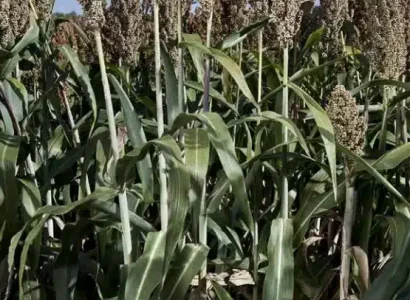 RGT-Cambridge-sorgho-plante