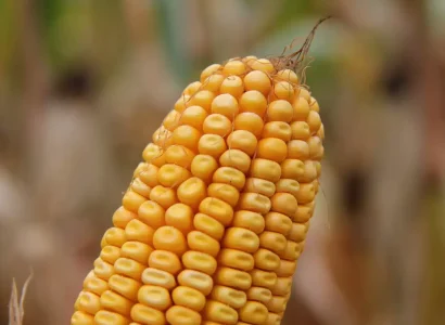 RGT-Futurixx-DUO-mais