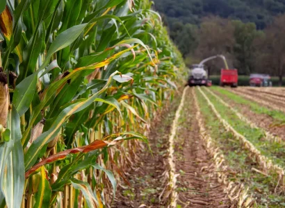RGT-Greatful-Mais-ensilage