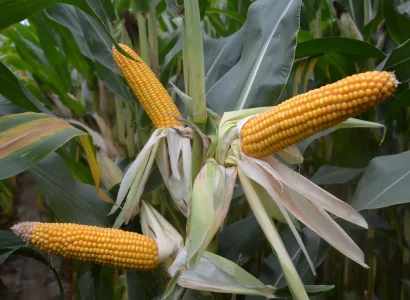 RGT-MAXXATAC-Maïs-grain