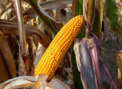 RGT-METROPOLIXX-BIO-mais-grain