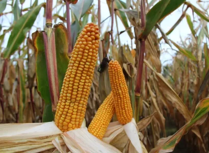 RGT-METROPOLIXX-BIO-mais