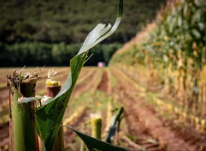 RGT-MUNXXTER-mais-ensilage