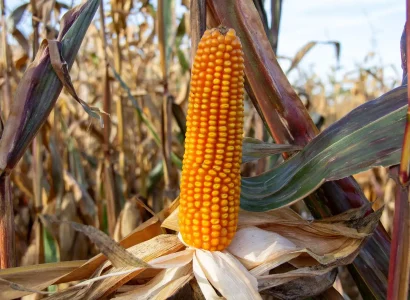 RGT-Metropolixx-Maïs-grain