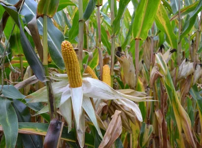 RGT-Metropolixx-Maïs