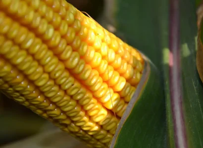 RGT-Mexini-Maïs-Grain