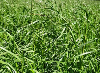 RGT PIXIAL 23062021 29 CLG (6)