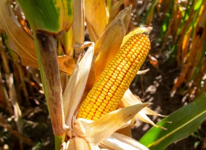 RGT-Palawan-Maïs-Grain-denté